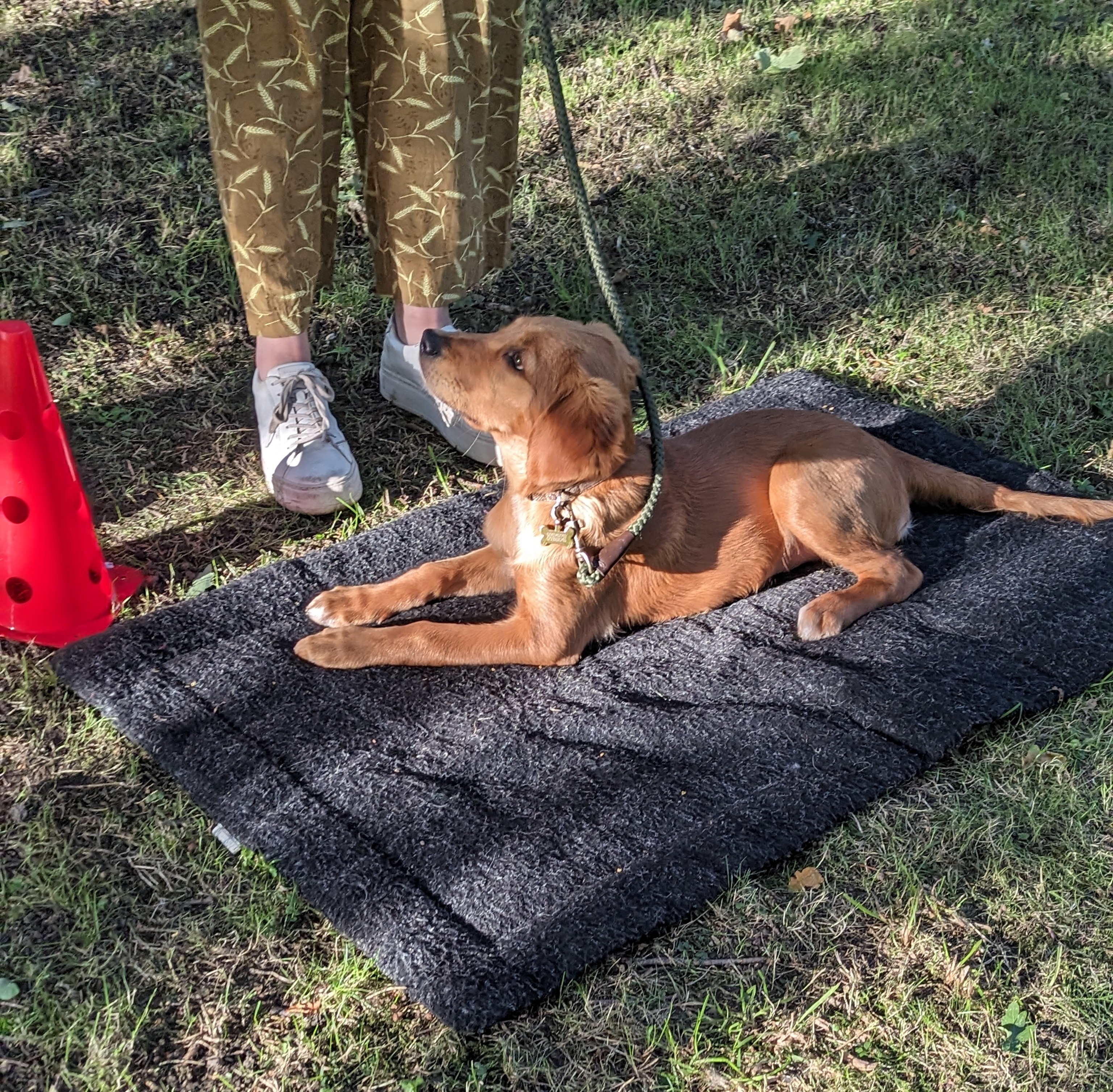 puppy classes in leeds