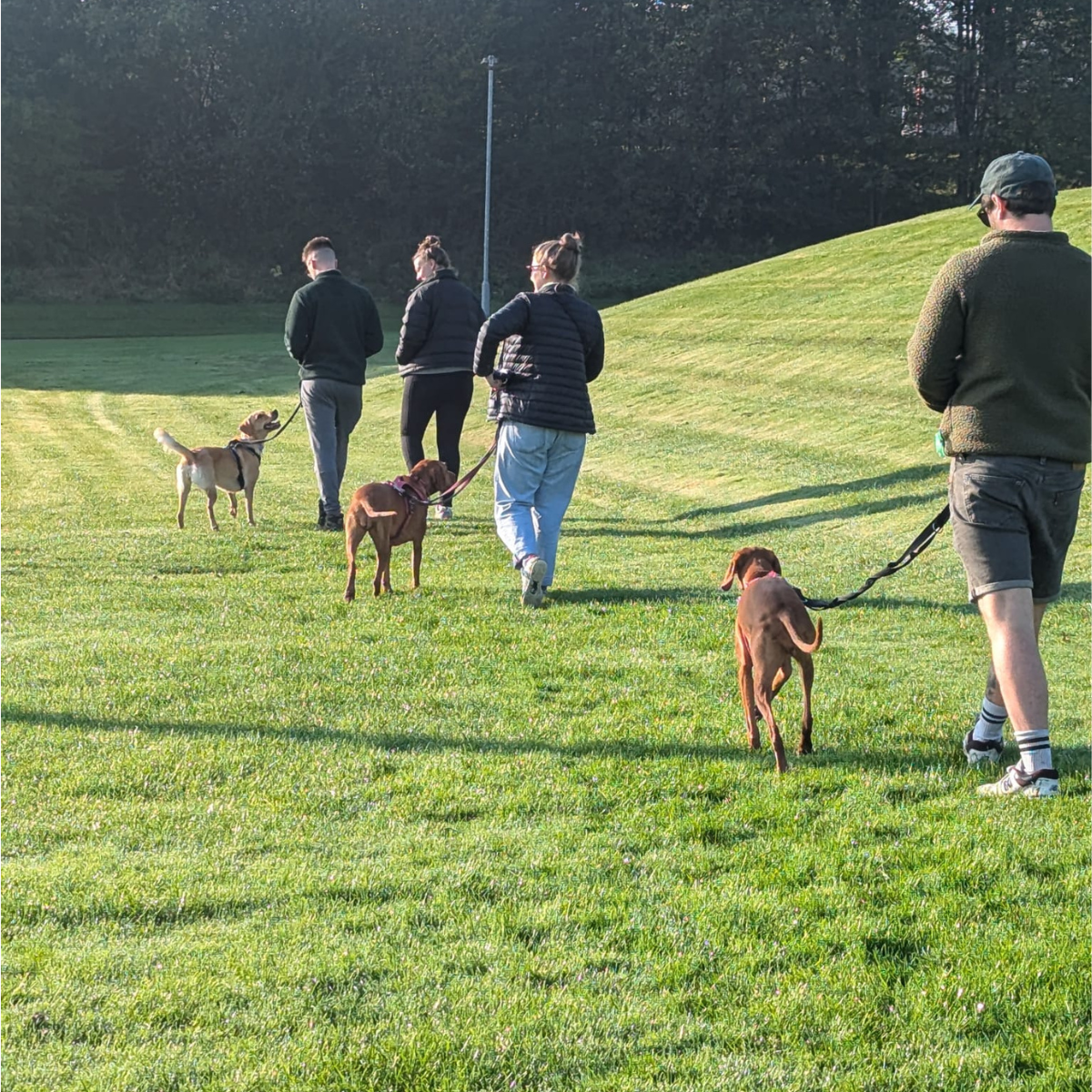 Loose lead walking dog training in Leeds