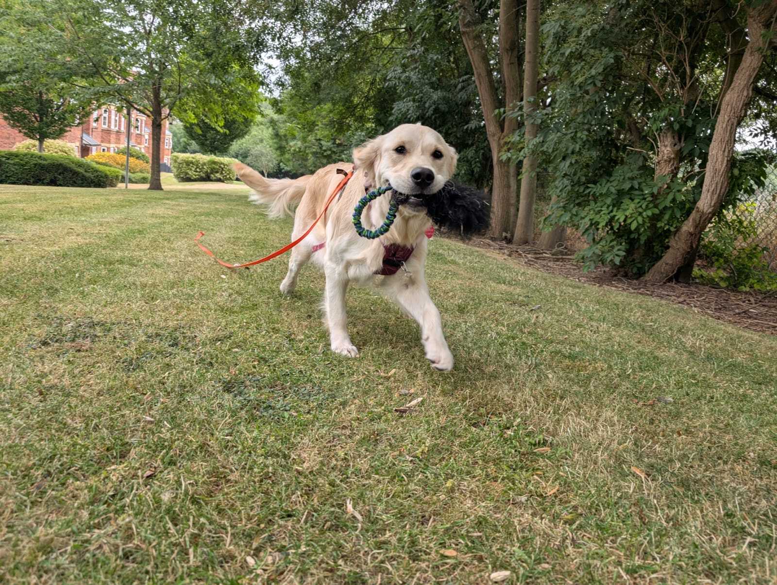 dog training in Horsforth and Leeds