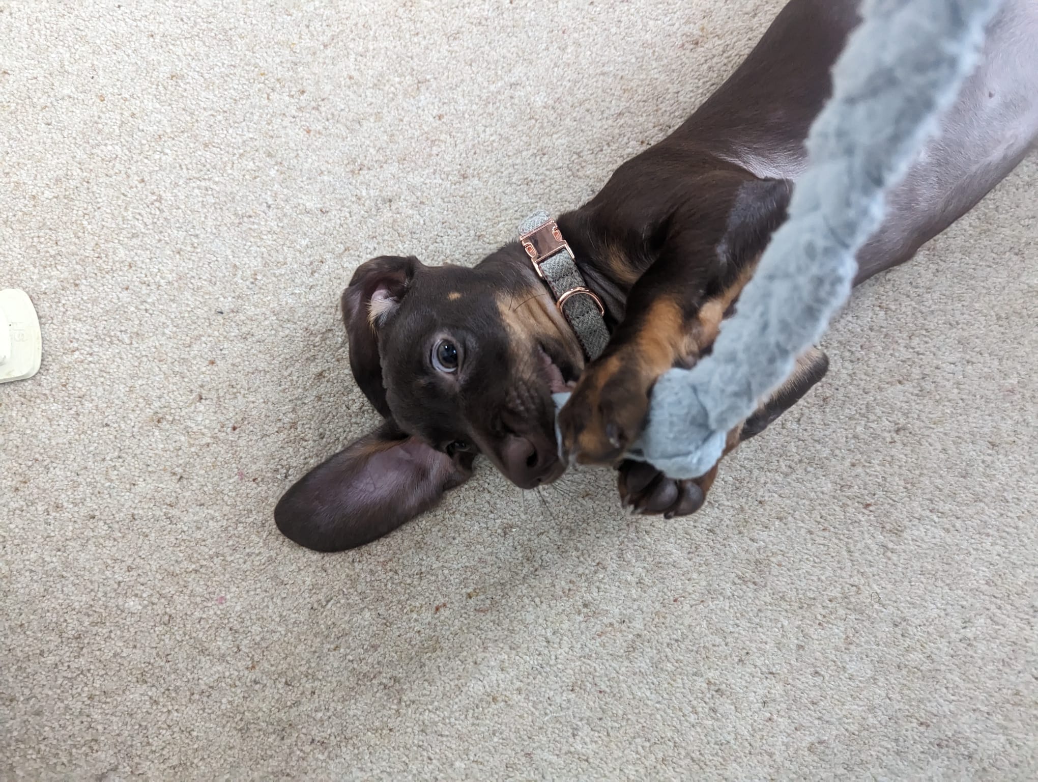 a brown dachshund puppy chewing a long grey toy