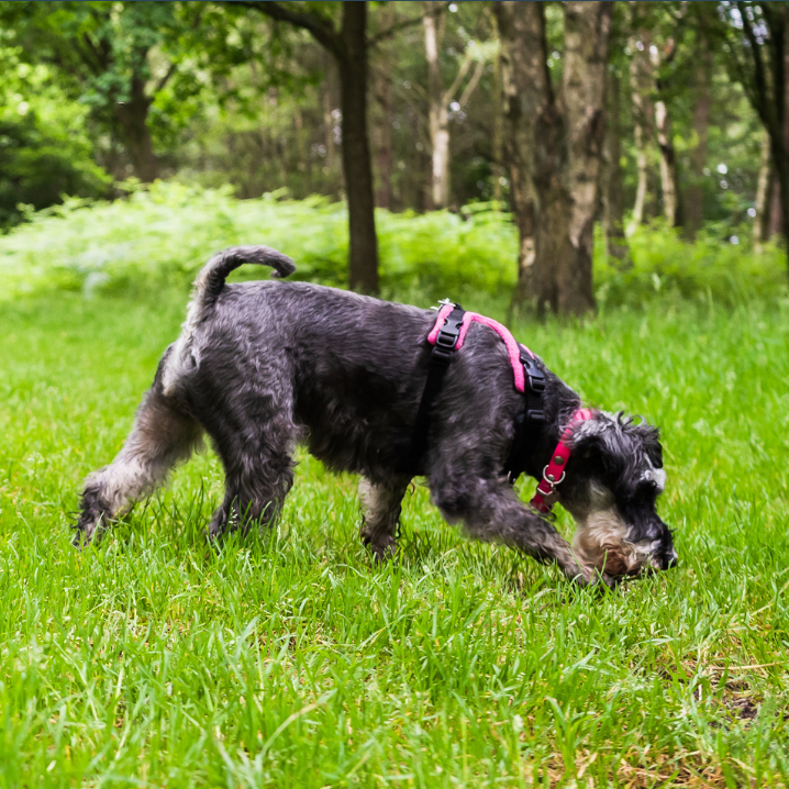 one to one holistic force free dog training in Leeds